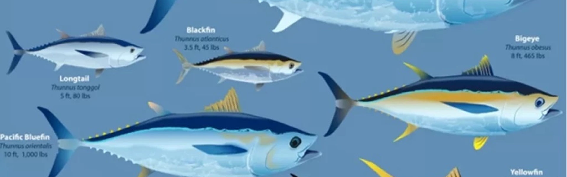 Check types of tuna