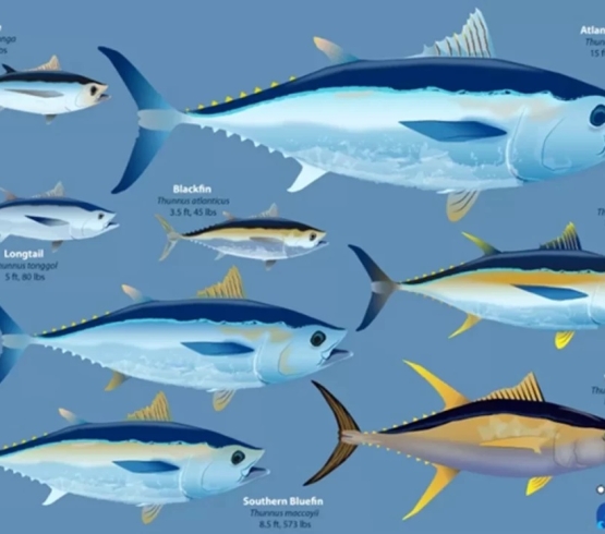 بررسی انواع ماهی تن