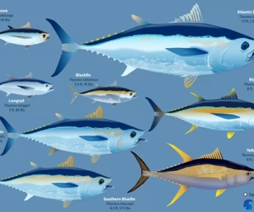Check types of tuna